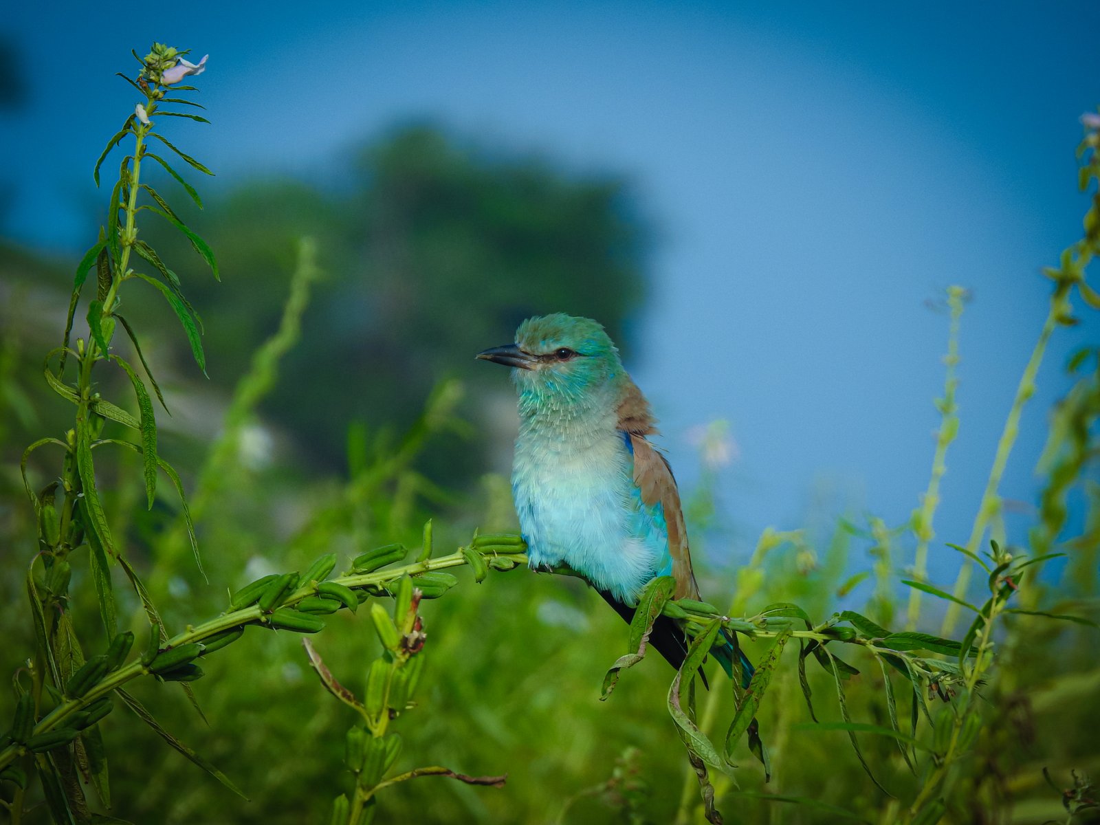 Striking migratory European Roller perched on dry acacia branch